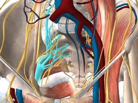 Sciatic nerve