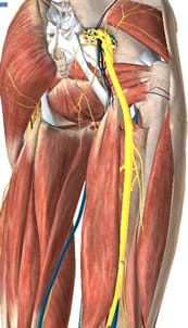 Sciatic nerve